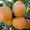 Абрикос Янтарь Поволжья