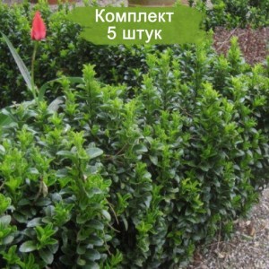 Саженцы Бересклета японского -  комплект 5 шт.