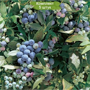 Саженцы черники Легаси (Legacy) -  комплект 5 шт.