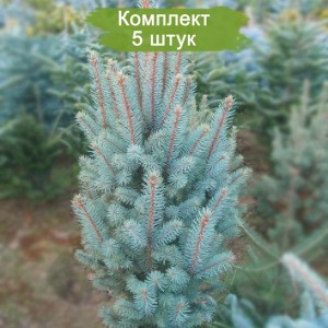 Саженцы Ели Голубой Мисти Блу (Misty Blue)  60-100 см -  комплект 5 шт.