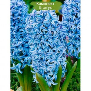 Луковицы гиацинта Голубой Гигант (Blue Giant) -  комплект 5 шт.