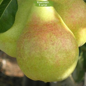 Саженцы колоновидной груши Сан-реми (Sanremi) -  комплект 5 шт.