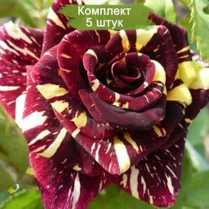 Саженцы спрей розы Абракадабра (Sprey Abracadabra) -  комплект 5 шт.