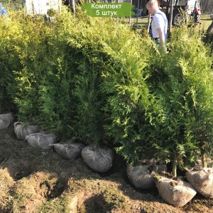 Саженцы Туи Брабант 100-150 см -  комплект 5 шт.
