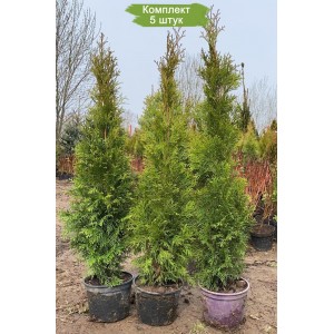 Саженцы Туи Смарагд (Smaragd) 100-150 см -  комплект 5 шт.