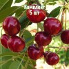 Саженцы вишни Причуды - комплект 5 шт.