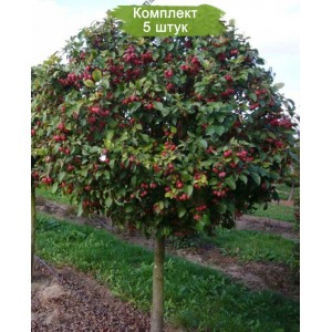 Саженцы яблони штамбовой Роял Бьюти (Royal Beauty) -  комплект 5 шт.