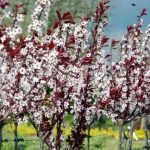 Саженец писсарди (декоративной сливы) Цистены