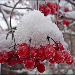 Саженец калины обыкновенной