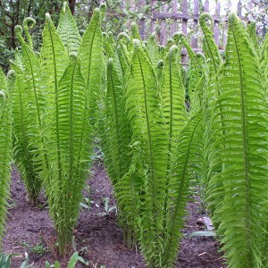 Саженец страусника обыкновенного