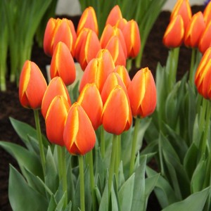 Луковица тюльпана Ворлд Фаворит  (Worlds Favourite)